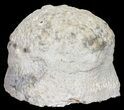Agatized Fossil Coral (Botryoidal Chalcedony) - Florida #56086-3